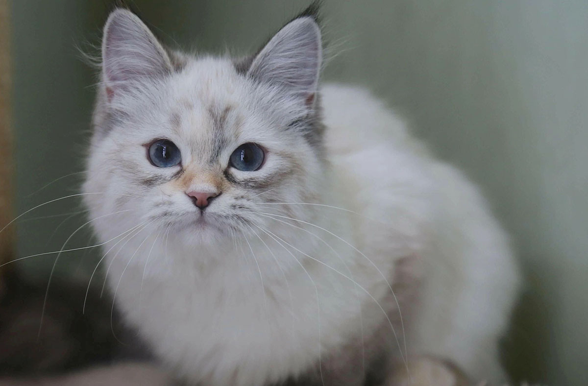 Lily, a female Siberian cat poses for the camera