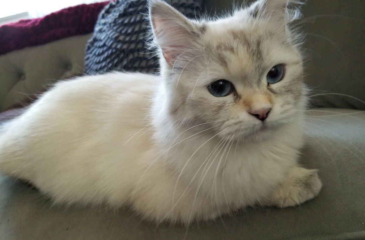 Lily, a female Siberian cat looks fully relaxed