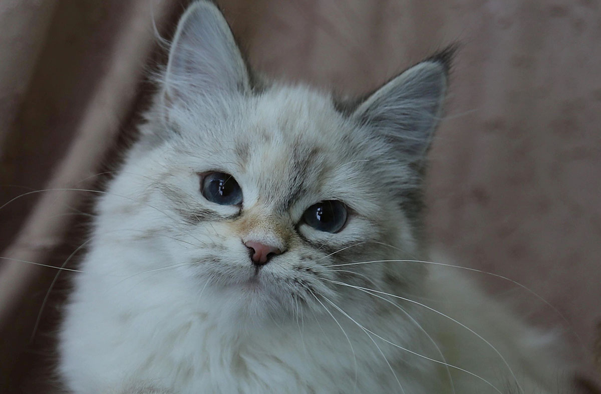 Lily, a female Siberian cat is very curious