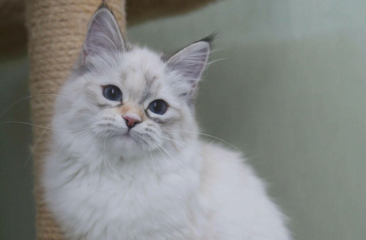 Lily, a female Siberian cat looks a bit grumpy