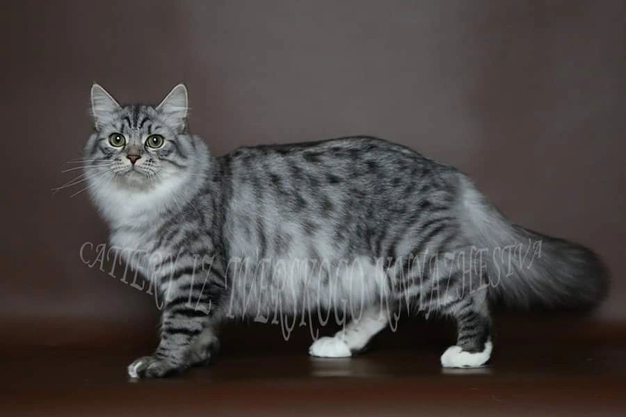 Apollo, a male Siberian cat poses royally